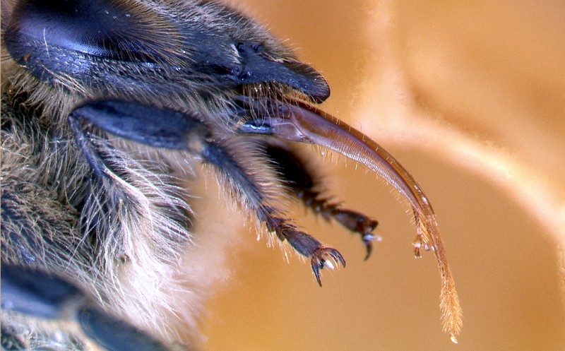R�ssel einer Honigbiene (Arbeiterin)